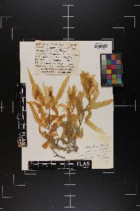 Sargassum filipendula var. montagnei image